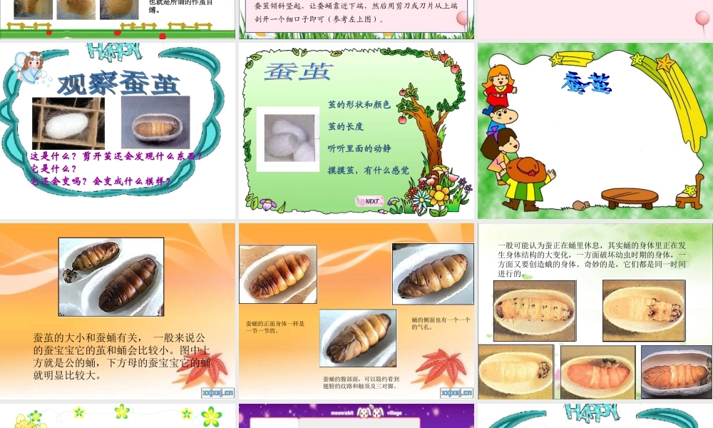 三年级科学下册 3.3《蚕宝宝大变样》课件2 湘教版-湘教版小学三年级下册自然科学课件