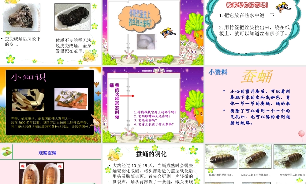 三年级科学下册 3.3《蚕宝宝大变样》课件2 湘教版-湘教版小学三年级下册自然科学课件