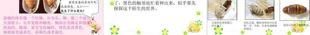 三年级科学下册 3.3《蚕宝宝大变样》课件2 湘教版-湘教版小学三年级下册自然科学课件