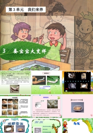三年级科学下册 3.3《蚕宝宝大变样》课件2 湘教版-湘教版小学三年级下册自然科学课件