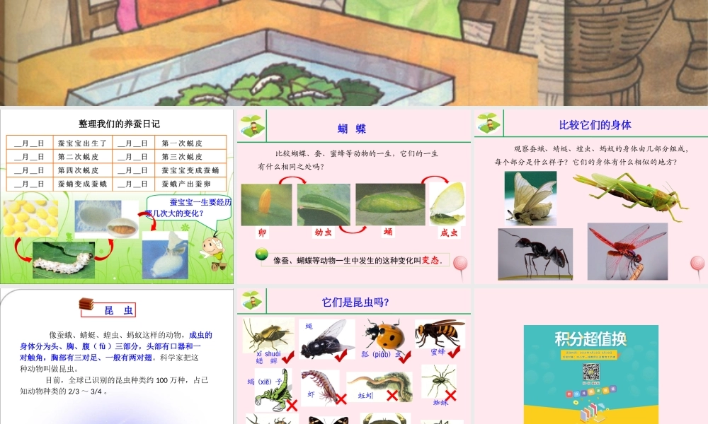 三年级科学下册 3.4《昆虫》课件1 湘教版-湘教版小学三年级下册自然科学课件