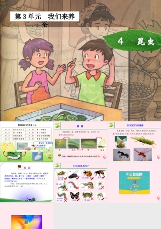 三年级科学下册 3.4《昆虫》课件1 湘教版-湘教版小学三年级下册自然科学课件