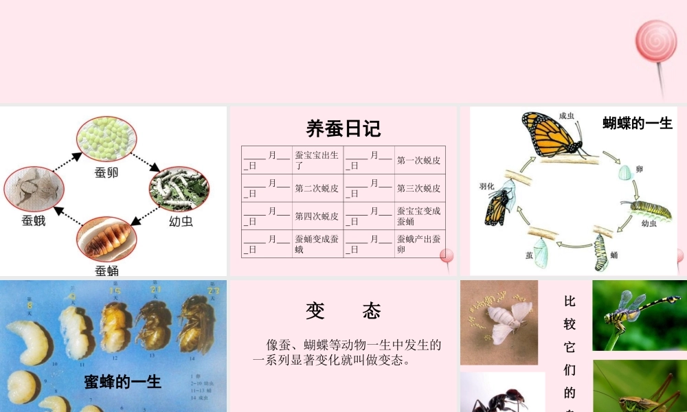 三年级科学下册 3.4《昆虫》课件2 湘教版-湘教版小学三年级下册自然科学课件