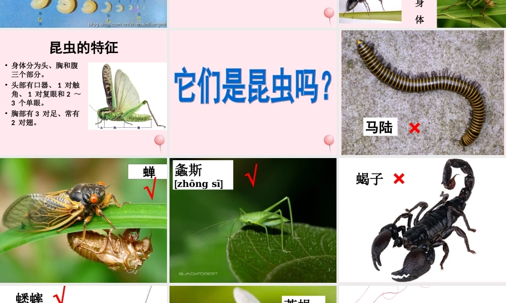 三年级科学下册 3.4《昆虫》课件2 湘教版-湘教版小学三年级下册自然科学课件