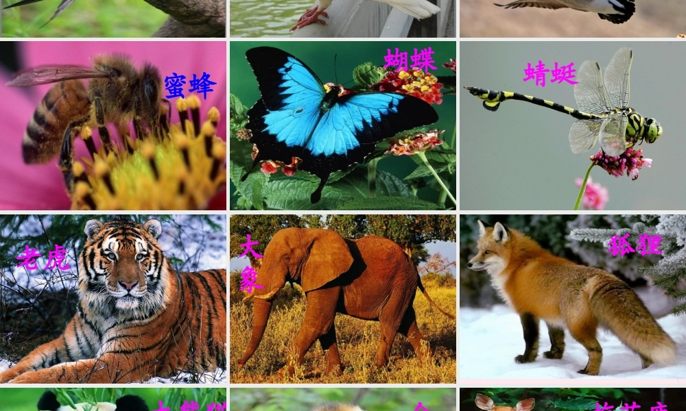 一年级语文下册《识字二》课件2 教科版-教科版小学一年级下册语文课件