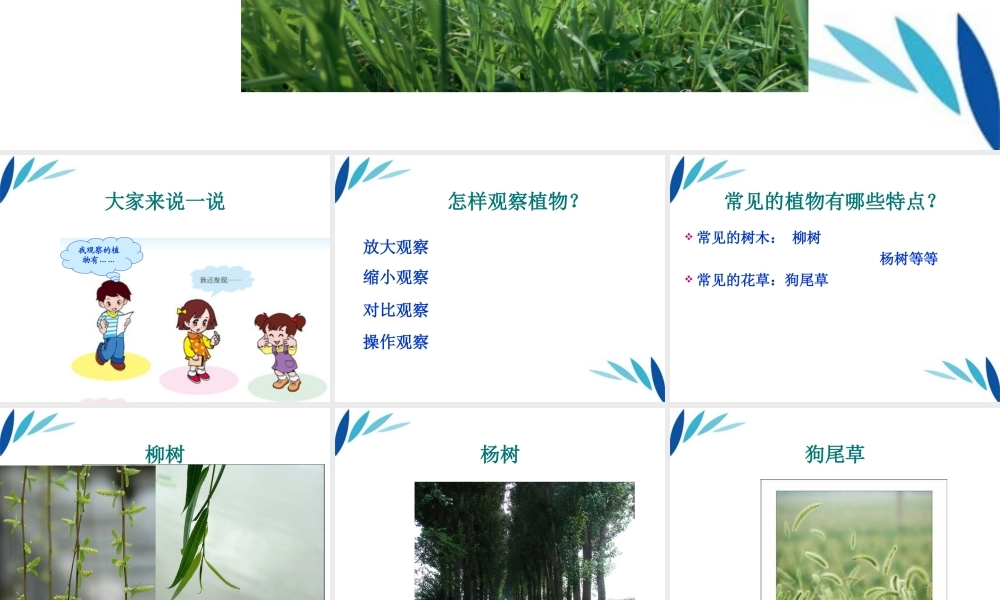 三年级科学上册 我们周围的动植物课件1 青岛版