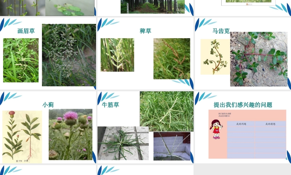 三年级科学上册 我们周围的动植物课件1 青岛版