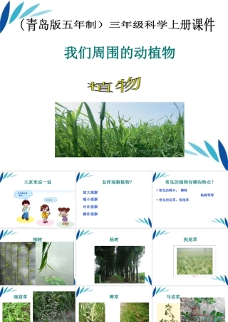 三年级科学上册 我们周围的动植物课件1 青岛版
