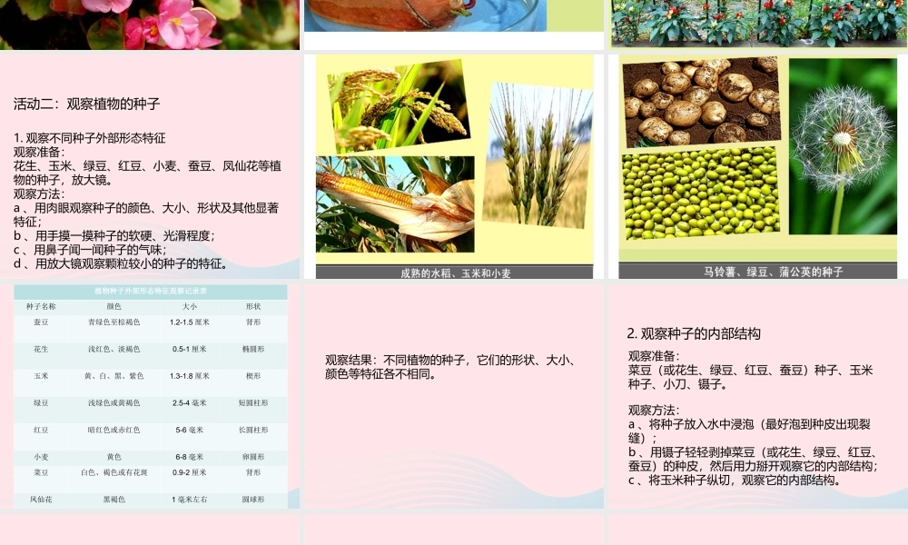 三年级科学下册 植物的生长变化 1 植物新生命的开始课件 教科版-教科版小学三年级下册自然科学课件