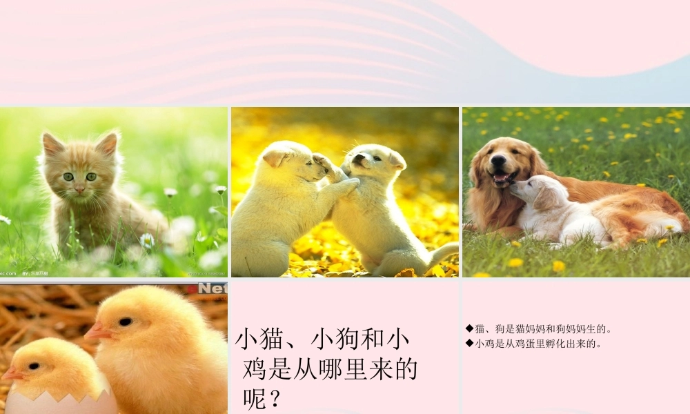 三年级科学下册 植物的生长变化 1 植物新生命的开始课件2 教科版-教科版小学三年级下册自然科学课件