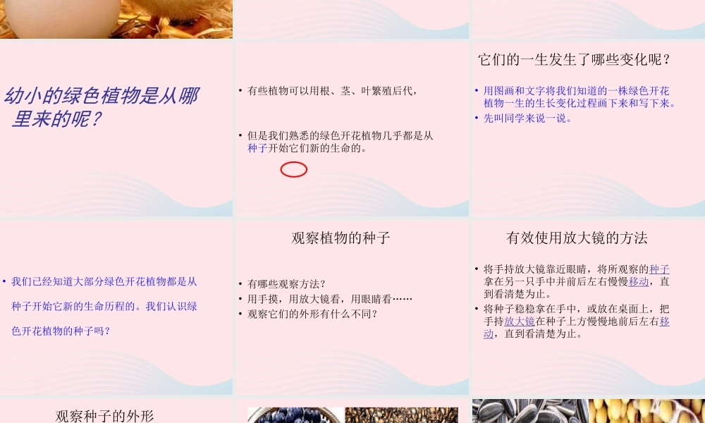 三年级科学下册 植物的生长变化 1 植物新生命的开始课件2 教科版-教科版小学三年级下册自然科学课件