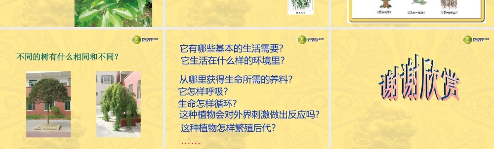 三年级科学上册 校园的树木课件1 教科版