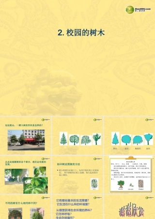 三年级科学上册 校园的树木课件1 教科版