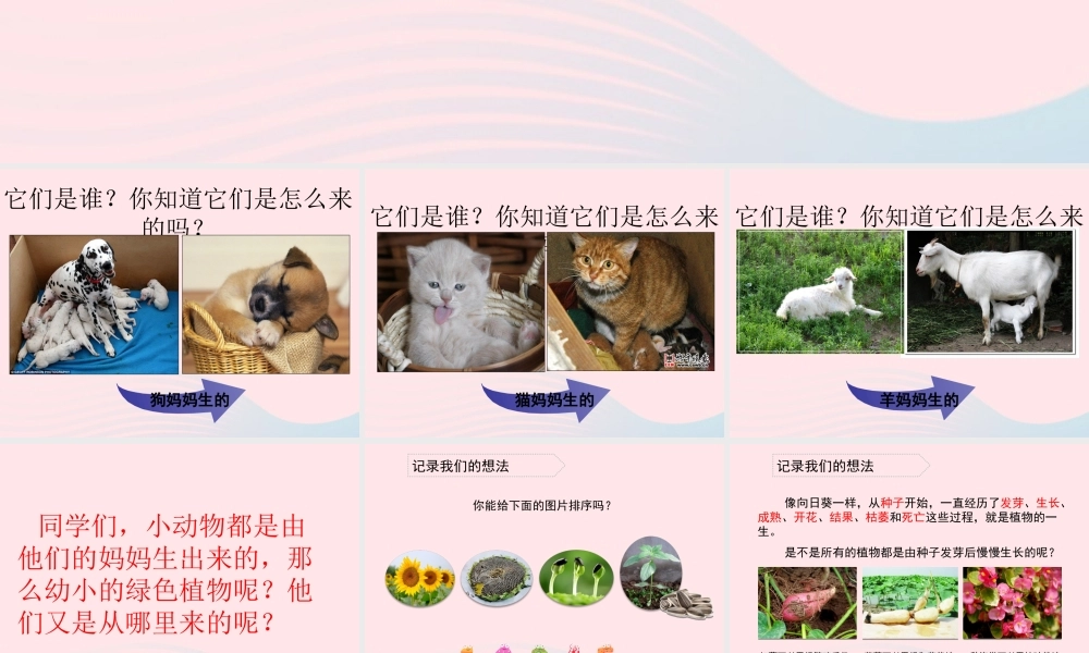 三年级科学下册 植物的生长变化 1《植物新生命的开始》课件2 教科版-教科版小学三年级下册自然科学课件