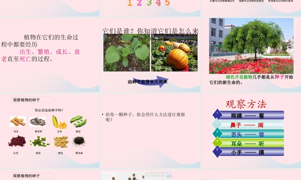 三年级科学下册 植物的生长变化 1《植物新生命的开始》课件2 教科版-教科版小学三年级下册自然科学课件