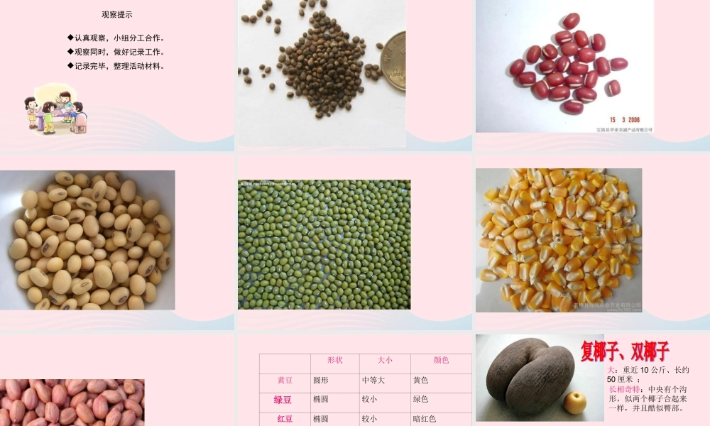 三年级科学下册 植物的生长变化 1《植物新生命的开始》课件2 教科版-教科版小学三年级下册自然科学课件