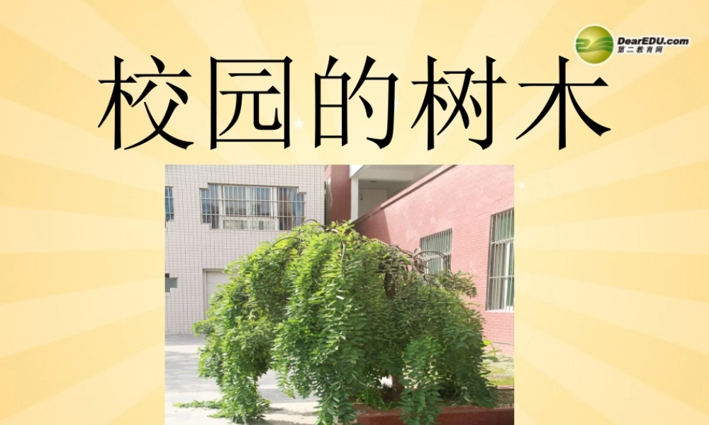 三年级科学上册 校园的树木课件2 教科版