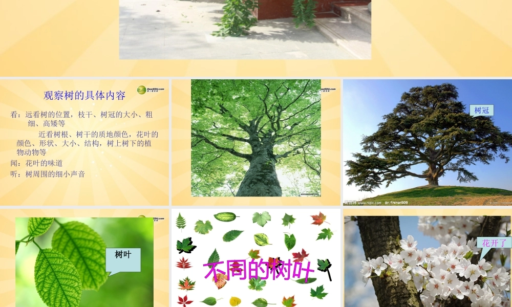 三年级科学上册 校园的树木课件2 教科版