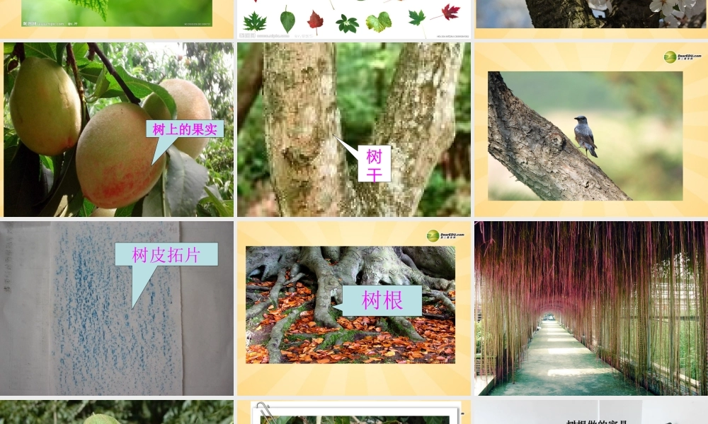 三年级科学上册 校园的树木课件2 教科版