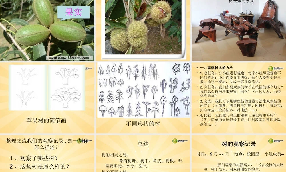 三年级科学上册 校园的树木课件2 教科版