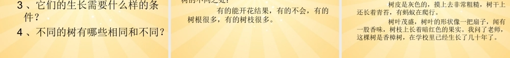 三年级科学上册 校园的树木课件2 教科版