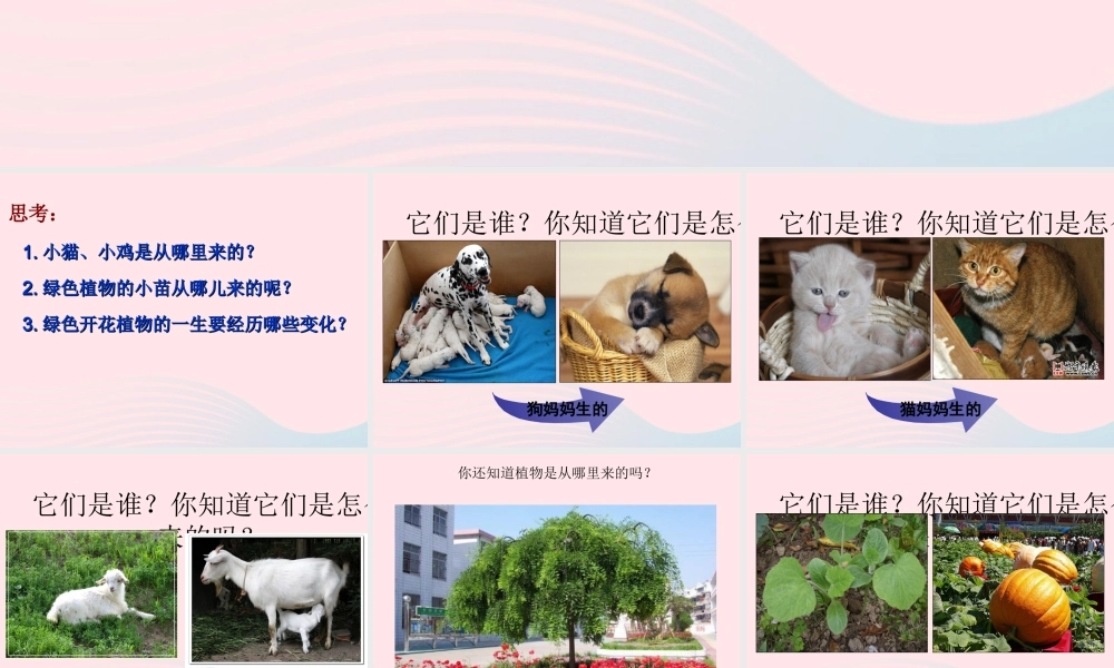 三年级科学下册 植物的生长变化 1植物新生命的开始课件 教科版-教科版小学三年级下册自然科学课件