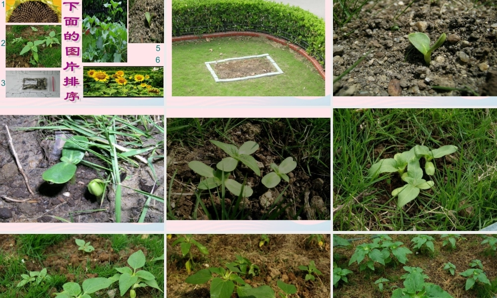 三年级科学下册 植物的生长变化 1植物新生命的开始课件 教科版-教科版小学三年级下册自然科学课件