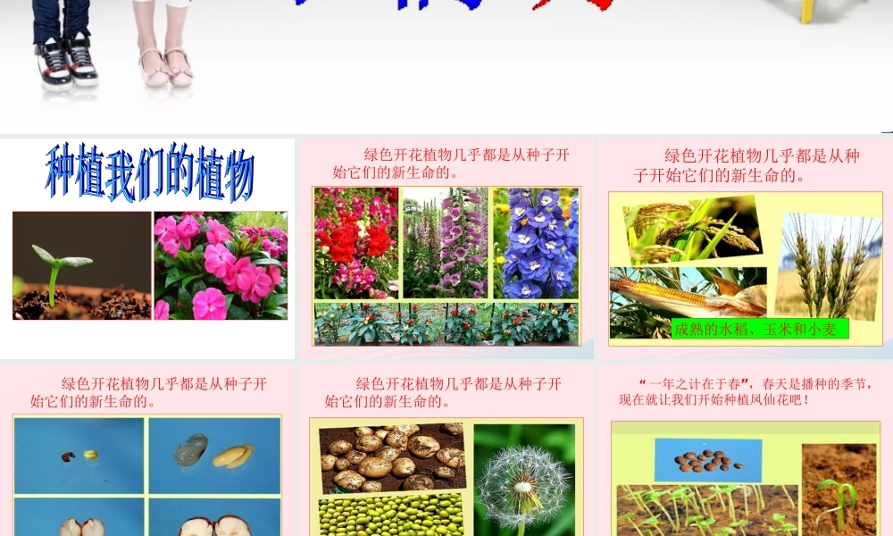 三年级科学下册 植物的生长变化 2 种植我们的植物课件 教科版-教科版小学三年级下册自然科学课件