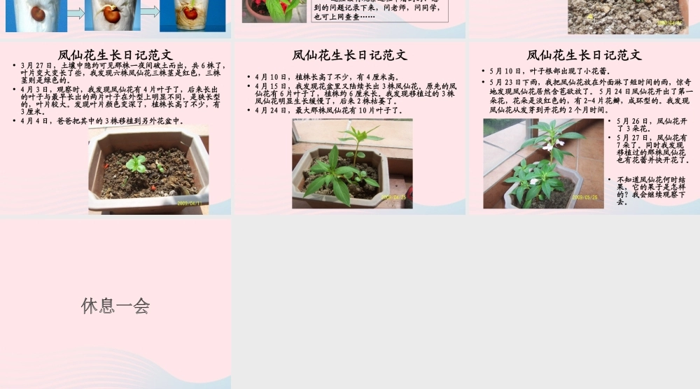 三年级科学下册 植物的生长变化 2 种植我们的植物课件2 教科版-教科版小学三年级下册自然科学课件