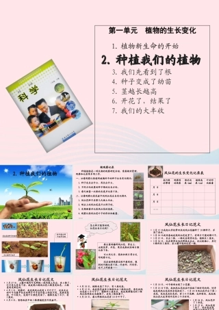 三年级科学下册 植物的生长变化 2 种植我们的植物课件2 教科版-教科版小学三年级下册自然科学课件