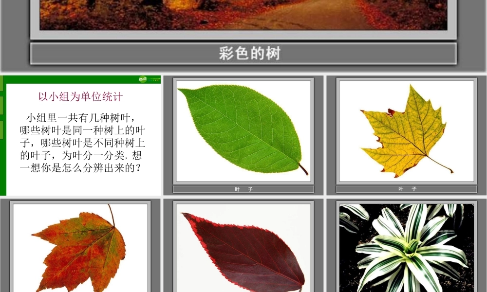 三年级科学上册 植物的叶1课件 教科版