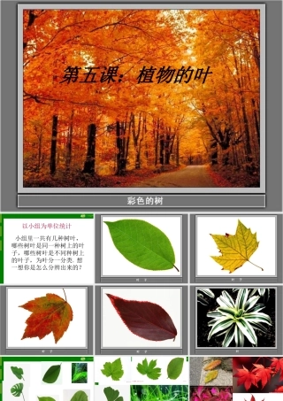 三年级科学上册 植物的叶1课件 教科版