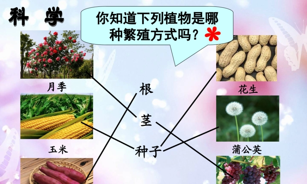 三年级科学下册 植物的生长变化 2 种植我们的植物课件3 教科版-教科版小学三年级下册自然科学课件