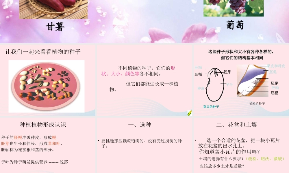 三年级科学下册 植物的生长变化 2 种植我们的植物课件3 教科版-教科版小学三年级下册自然科学课件