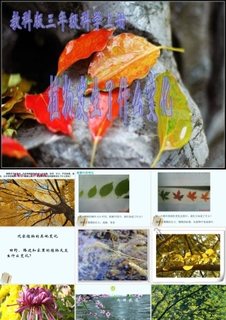 三年级科学上册 植物发生了什么变化 2课件 教科版 