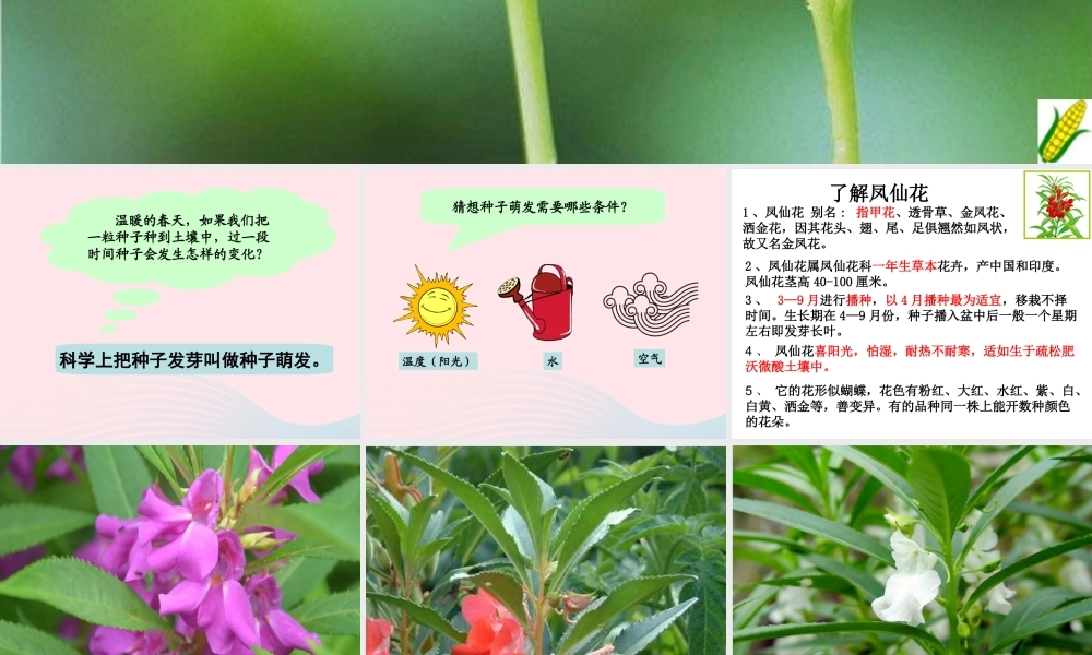 三年级科学下册 植物的生长变化 2 种植我们的植物课件4 教科版-教科版小学三年级下册自然科学课件