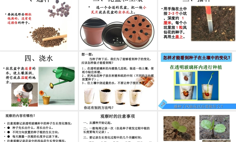 三年级科学下册 植物的生长变化 2 种植我们的植物课件4 教科版-教科版小学三年级下册自然科学课件