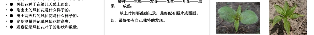 三年级科学下册 植物的生长变化 2 种植我们的植物课件4 教科版-教科版小学三年级下册自然科学课件