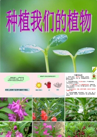 三年级科学下册 植物的生长变化 2 种植我们的植物课件4 教科版-教科版小学三年级下册自然科学课件
