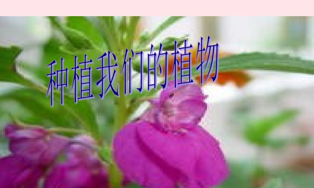 三年级科学下册 植物的生长变化 2 种植我们的植物课件5 教科版-教科版小学三年级下册自然科学课件