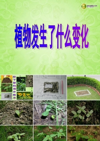 三年级科学上册 植物发生了什么变化课件2 教科版