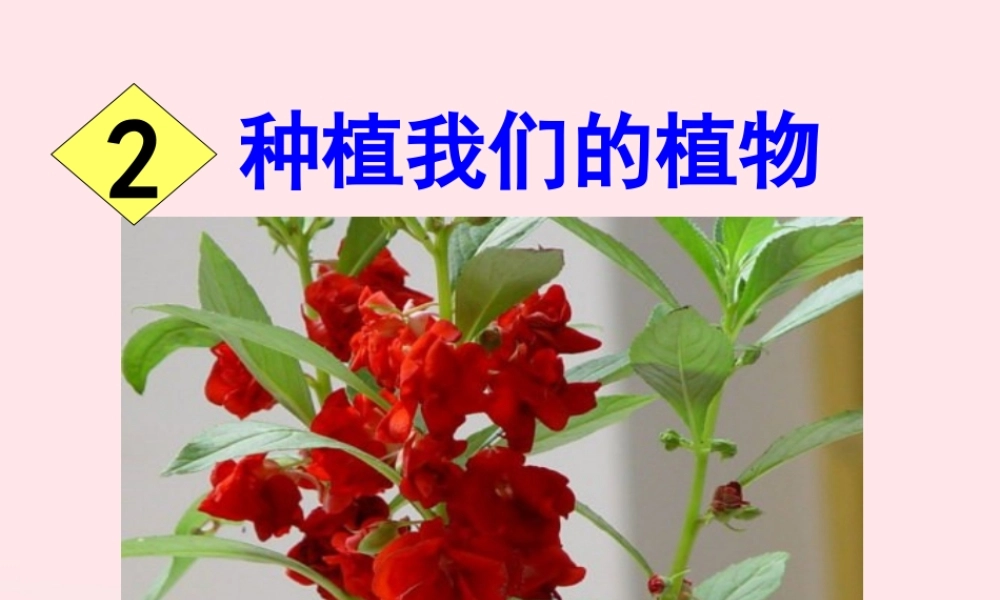 三年级科学下册 植物的生长变化 2 种植我们的植物课件6 教科版-教科版小学三年级下册自然科学课件