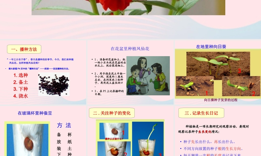 三年级科学下册 植物的生长变化 2 种植我们的植物课件6 教科版-教科版小学三年级下册自然科学课件