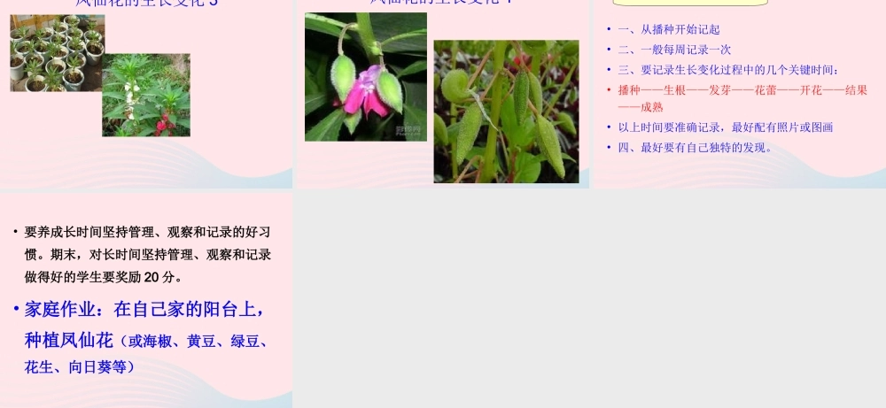 三年级科学下册 植物的生长变化 2 种植我们的植物课件6 教科版-教科版小学三年级下册自然科学课件