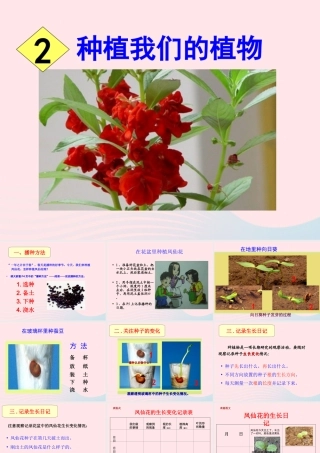 三年级科学下册 植物的生长变化 2 种植我们的植物课件6 教科版-教科版小学三年级下册自然科学课件