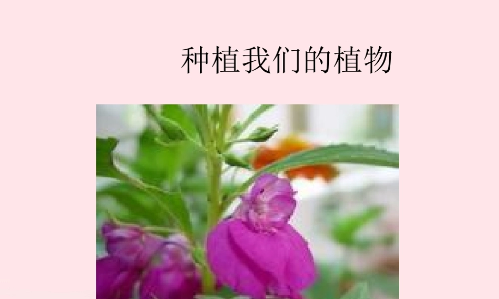 三年级科学下册 植物的生长变化 2《种植我们的植物》课件 教科版-教科版小学三年级下册自然科学课件