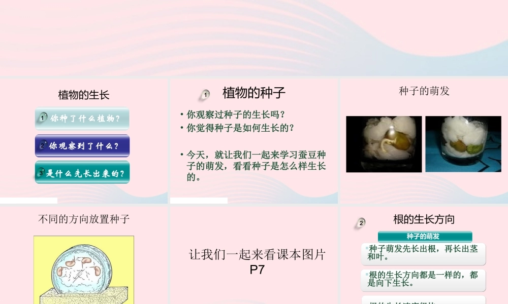 三年级科学下册 植物的生长变化 3 我们先看到了根课件1 教科版-教科版小学三年级下册自然科学课件