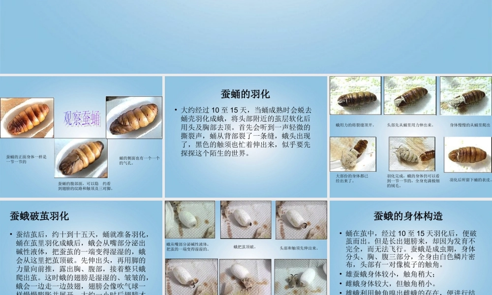 三年级科学下册 蚕蛹变成了什么3课件 鄂教版