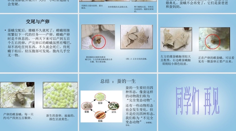 三年级科学下册 蚕蛹变成了什么3课件 鄂教版
