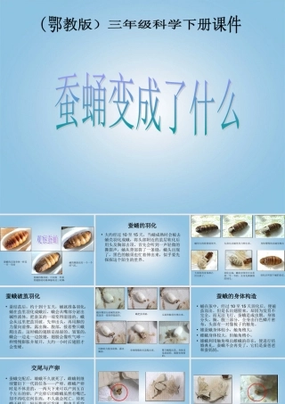 三年级科学下册 蚕蛹变成了什么3课件 鄂教版